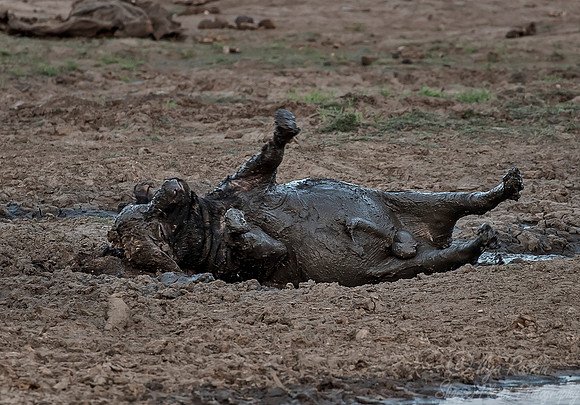 167 Cape or African Buffalo (Syncerus caffer) - KNP South Africa
