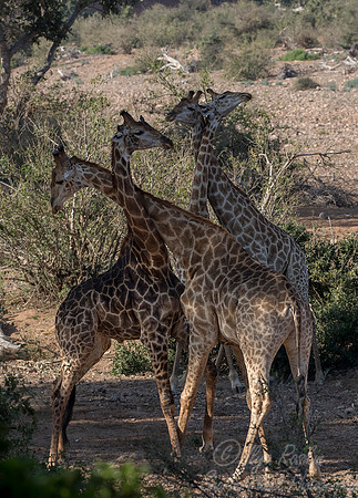 170 African Giraffes (Giraffa camelopardalis) - KNP South Africa
