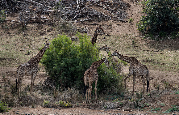 171 African Giraffes (Giraffa camelopardalis) - KNP South Africa