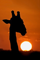 2016 Kruger Elephants Buffalos Giraffes Warthogs