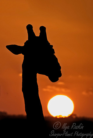 174 African Giraffe (Giraffa camelopardalis) - KNP South Africa