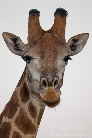 175 African Giraffes (Giraffa camelopardalis) - KNP South Africa