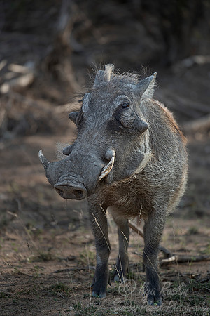 221 Common Warthog (Phacochoerus africanus) - KNP South Africa