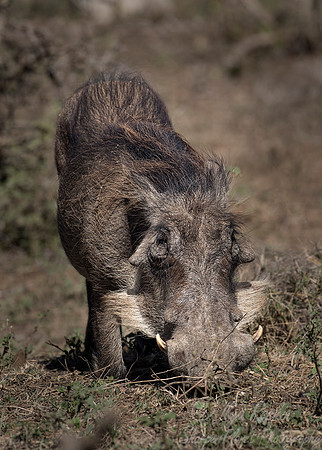 222 Common Warthog (Phacochoerus africanus) - KNP South Africa
