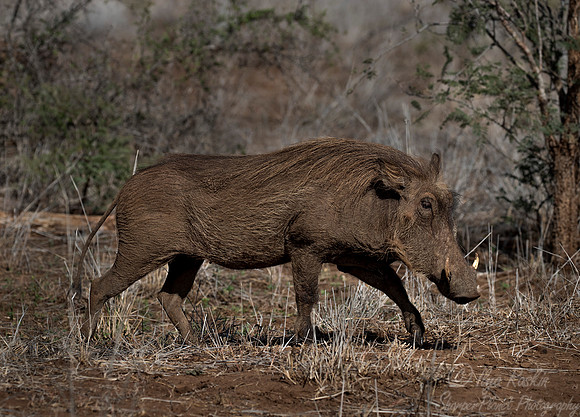 223 Common Warthog (Phacochoerus africanus) - KNP South Africa