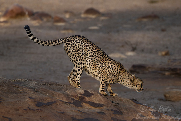 075 Cheetah (Acinonyx jubatus) - KNP South Africa