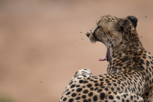 077 Cheetah (Acinonyx jubatus) - KNP South Africa