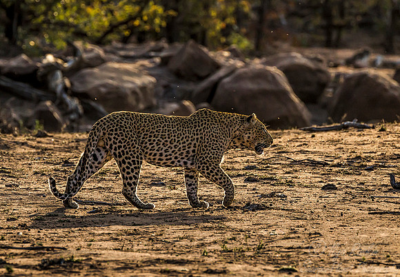 081 Leopard (Panthera pardus) - KNP South Africa