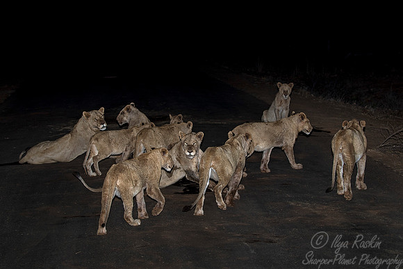 084 Lions (Panthera leo) - KNP South Africa