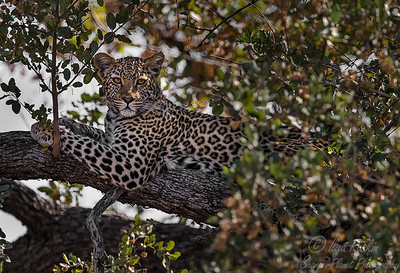 085 Leopard (Panthera pardus) - KNP South Africa