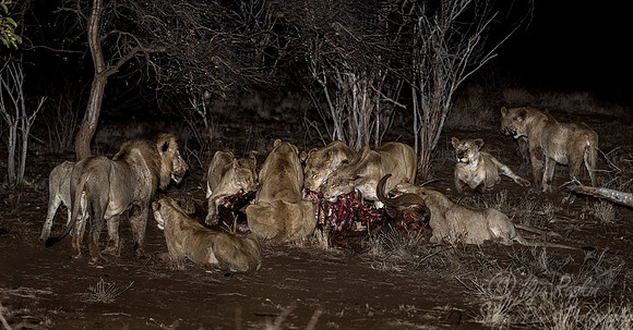 085 Lions (Panthera leo) - KNP South Africa