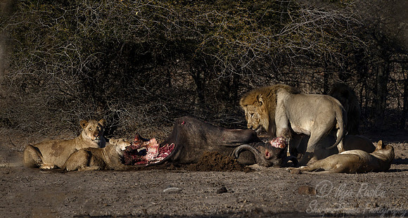 086 Lions (Panthera leo) - KNP South Africa