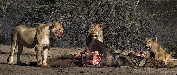 087 Lions (Panthera leo) - KNP South Africa