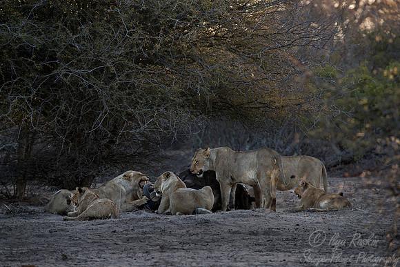 088 Lions (Panthera leo) - KNP South Africa