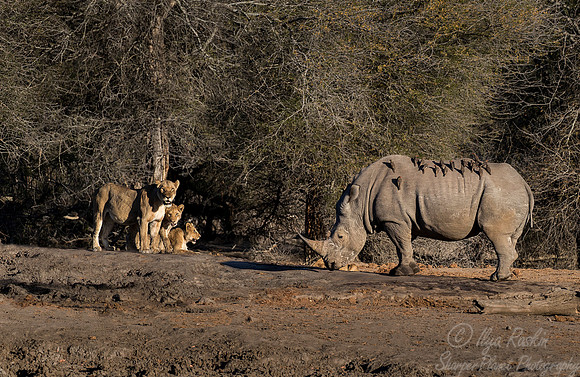090 Lions (Panthera leo) and Rhinoceros - KNP South Africa