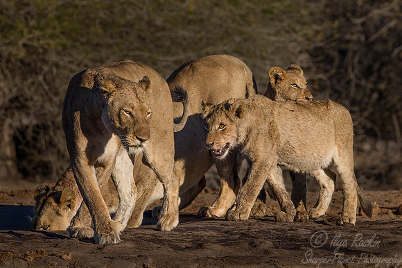 091 Lions (Panthera leo) - KNP South Africa