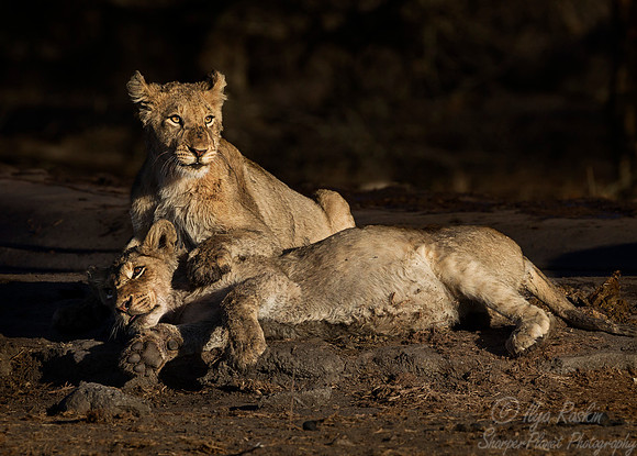 092 Lion cubs (Panthera leo) - KNP South Africa