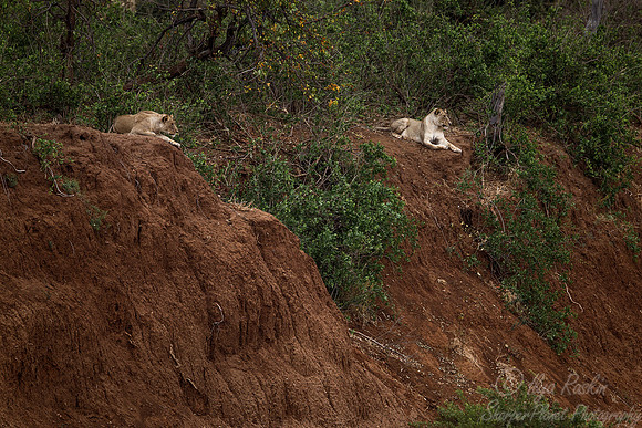 093 Lions (Panthera leo) - KNP South Africa