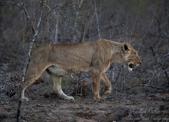 094 Lion (Panthera leo) - KNP South Africa