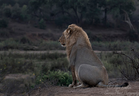095 Lion (Panthera leo) - KNP South Africa