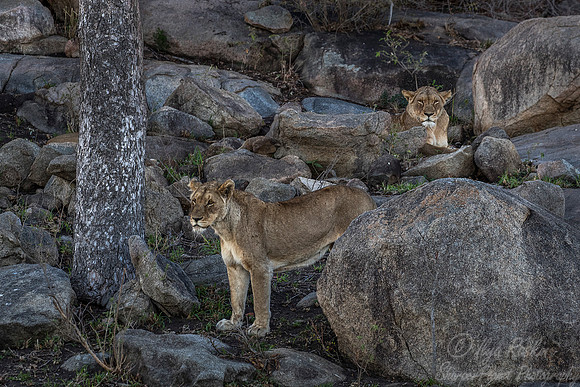 096 Lions (Panthera leo) - KNP South Africa