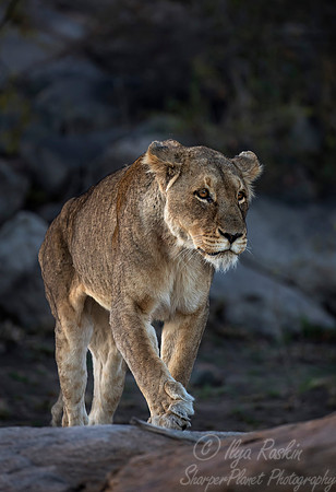 097 Lion (Panthera leo) - KNP South Africa