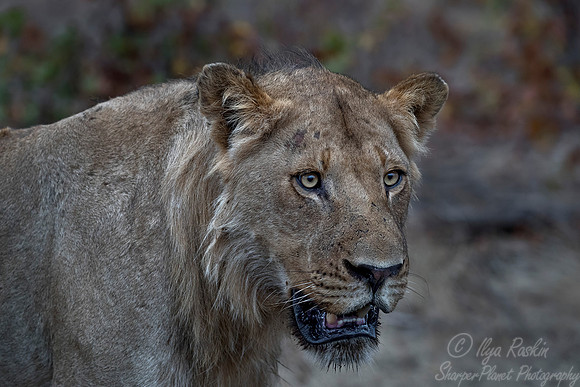 098 Lion (Panthera leo) - KNP South Africa
