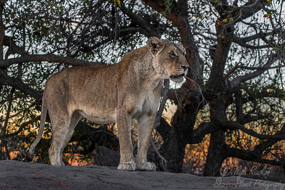 099 Lion (Panthera leo) - KNP South Africa