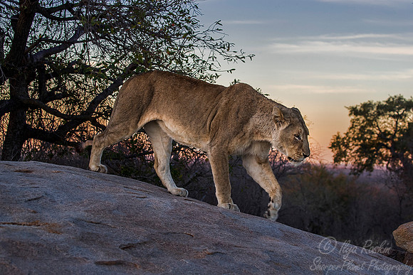 100 Lion (Panthera leo) - KNP South Africa