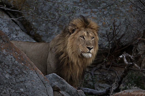 101 Lion (Panthera leo) - KNP South Africa