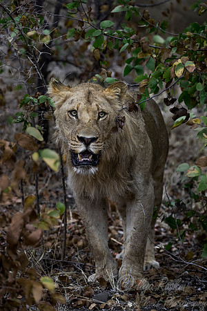102 Lion (Panthera leo) - KNP South Africa