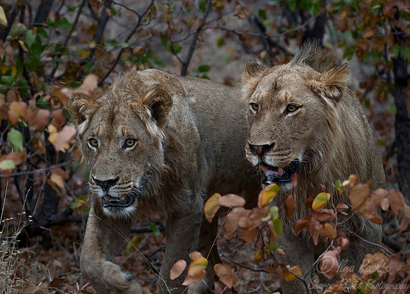 103 Lions (Panthera leo) - KNP South Africa