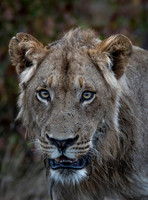 2016 Kruger Cats and Dogs