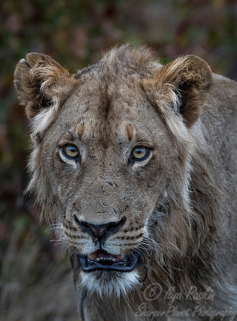 104 Lion (Panthera leo) - KNP South Africa