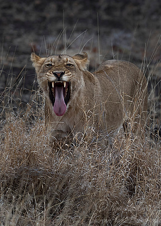 105 Lion (Panthera leo) - KNP South Africa