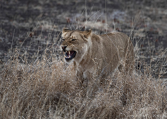 106 Lion (Panthera leo) - KNP South Africa