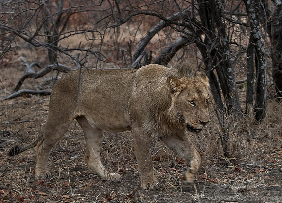 107 Lion (Panthera leo) - KNP South Africa
