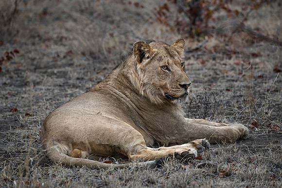 108 Lion (Panthera leo) - KNP South Africa