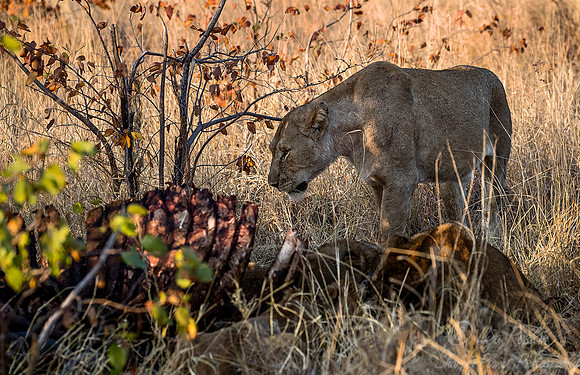 109 Lion (Panthera leo) - KNP South Africa