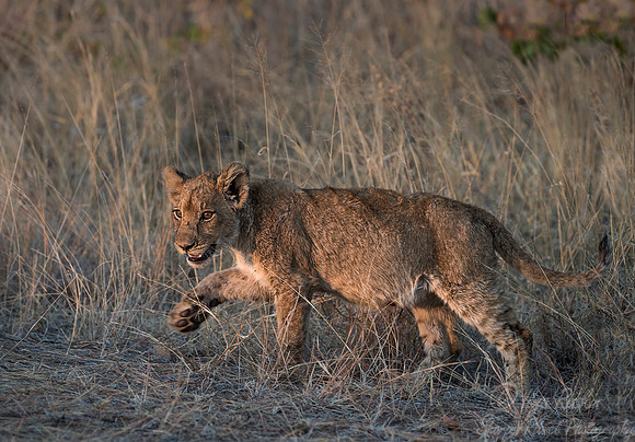 110 Lion cub (Panthera leo) - KNP South Africa