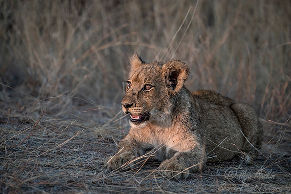 111 Lion cub (Panthera leo) - KNP South Africa