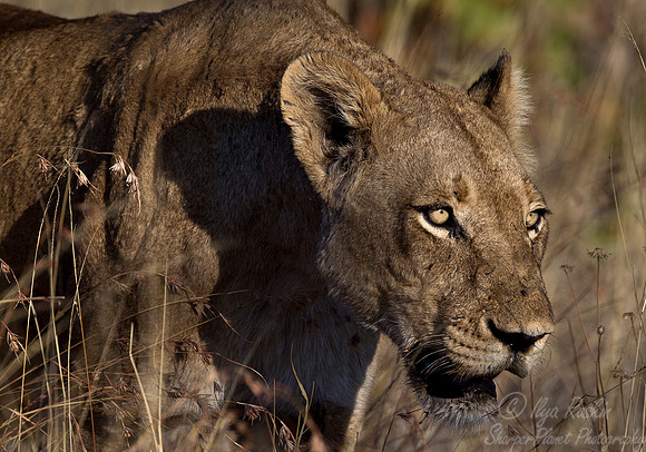 112 Lion (Panthera leo) - KNP South Africa