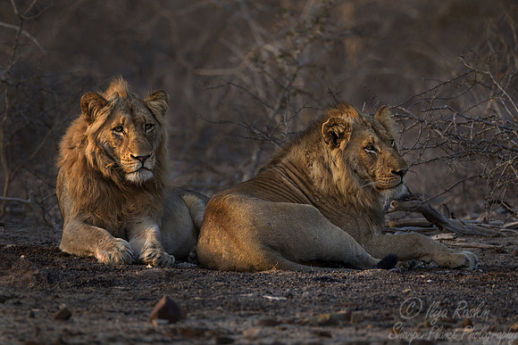 113 Lions (Panthera leo) - KNP South Africa