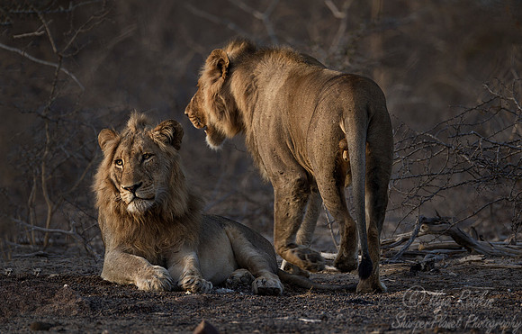 114 Lions (Panthera leo) - KNP South Africa