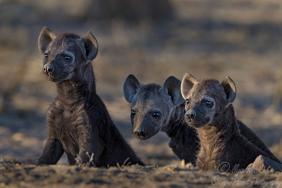 137 Spotted Hyenas (Crocuta crocuta) - KNP South Africa