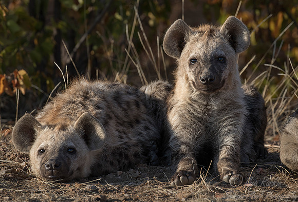 138 Spotted Hyena (Crocuta crocuta) - KNP South Africa