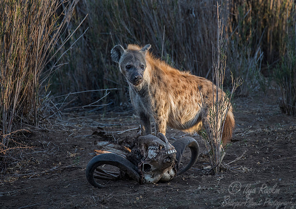 139 Spotted Hyena (Crocuta crocuta) - KNP South Africa