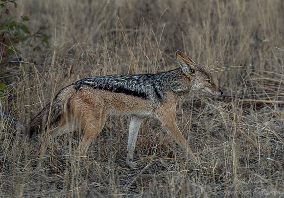 140 Black-backed Jackal (Canis mesomelas) - KNP South Africa