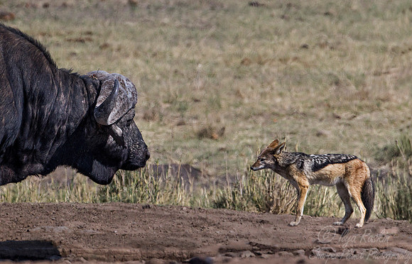 142 Black-backed Jackal (Canis mesomelas) with Cape Buffalo- KNP South Africa
