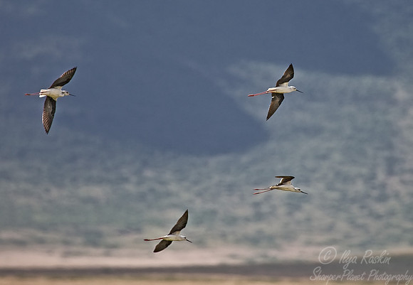 089 Black-winged Stilt - Tanzania
